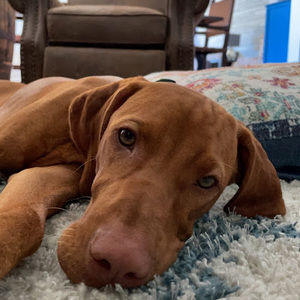 Meet your Posher, Carter